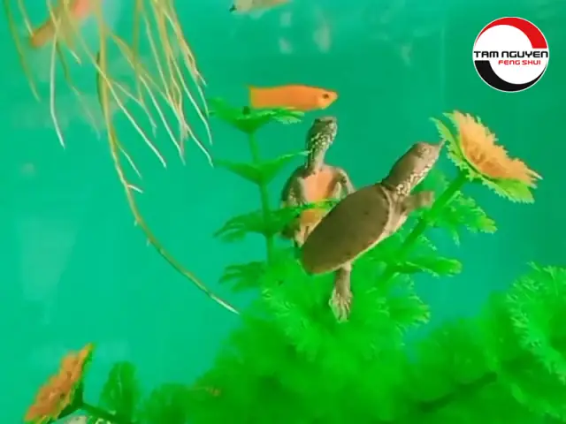 Mơ Thấy Ba Ba Cắn, Ba Ba Bơi Hoặc Bò Trên Đất Mơ Thấy Ba Ba Cắn, Ba Ba Bơi Hoặc Bò Trên Đất