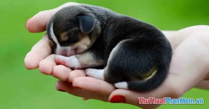 Điềm Báo Tốt Hay Xấu Khi Chiêm Bao Thấy Đàn Chó Con? Điềm Báo Tốt Hay Xấu Khi Chiêm Bao Thấy Đàn Chó Con?