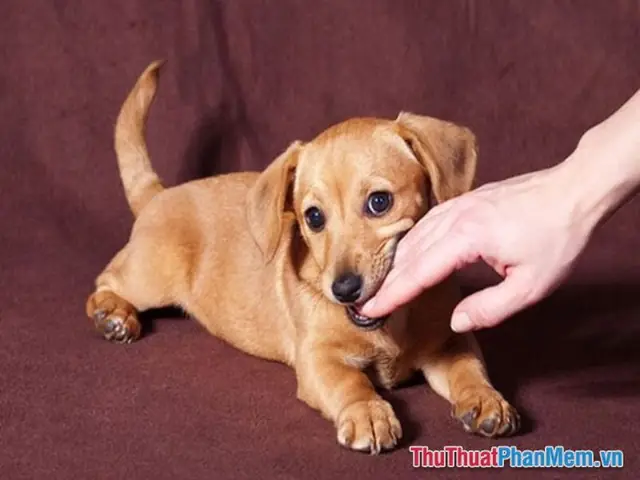 Mơ Thấy Đàn Chó Con Cắn Nhau Hoặc Bị Chó Con Cắn Đánh Số Mấy? Mơ Thấy Đàn Chó Con Cắn Nhau Hoặc Bị Chó Con Cắn Đánh Số Mấy?