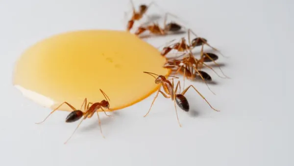 Nằm Mơ Thấy Đàn Kiến Đen Đánh Đề Con Gì? Giải Mã Điềm Báo Và Con Số May Mắn