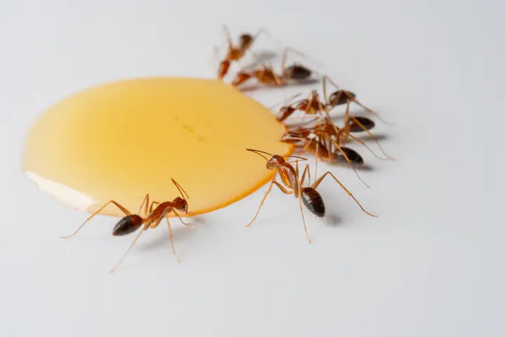 Nằm Mơ Thấy Đàn Kiến Đen Đánh Đề Con Gì? Giải Mã Điềm Báo Và Con Số May Mắn