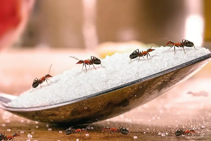 Đàn Kiến Đen Bò Vào Nhà Mang Lại Tài Lộc