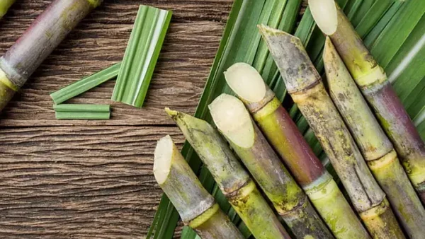 Nằm Mơ Thấy Đi Mua Mía Đánh Đề Con Gì? Giải Mã Giám Mộng Và Con Số May Mắn