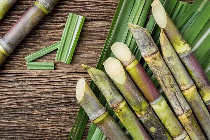 Nằm Mơ Thấy Đi Mua Mía Đánh Đề Con Gì? Giải Mã Giám Mộng Và Con Số May Mắn Nằm Mơ Thấy Đi Mua Mía Đánh Đề Con Gì? Giải Mã Giám Mộng Và Con Số May Mắn