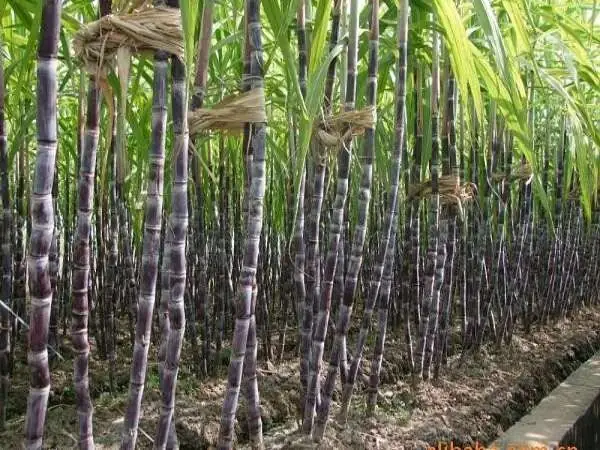 Nằm Mơ Thấy Đi Mua Mía Đánh Đề Con Gì? Giải Mã Giám Mộng Và Con Số May Mắn Nằm Mơ Thấy Đi Mua Mía Đánh Đề Con Gì? Giải Mã Giám Mộng Và Con Số May Mắn
