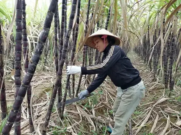 Nằm Mơ Thấy Chặt Cây Mía Hoặc Thấy Rừng Mía Lớn Đánh Con Gì? Nằm Mơ Thấy Chặt Cây Mía Hoặc Thấy Rừng Mía Lớn Đánh Con Gì?