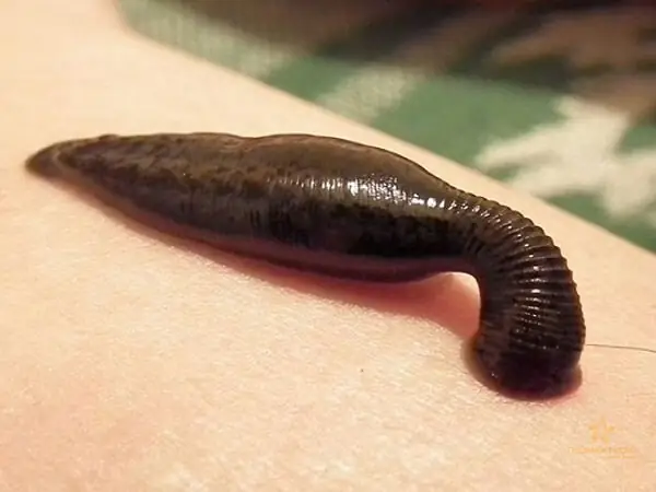 Nằm Mơ Thấy Đỉa Cắn Chân Đánh Đề Con Gì? Giải Mã Điềm Báo Và Số May Mắn