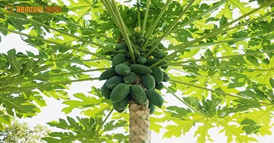 Nằm Mơ Thấy Đu Đủ Chín Đánh Số Gì? Giải Mã Ý Nghĩa Giấc Mơ Và Con Số May Mắn