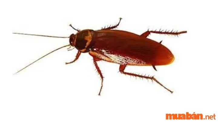 Nằm Mơ Thấy Gián Bò Lên Người Là Điềm Báo Gìn? Nằm Mơ Thấy Gián Bò Lên Người Là Điềm Báo Gìn?