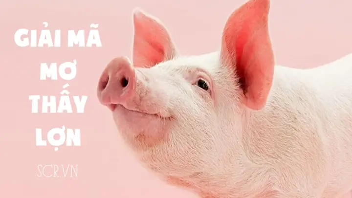 Nằm Mơ Thấy Lòng Lợn Là Điềm Báo Tốt Hay Xấu? Nằm Mơ Thấy Lòng Lợn Là Điềm Báo Tốt Hay Xấu?