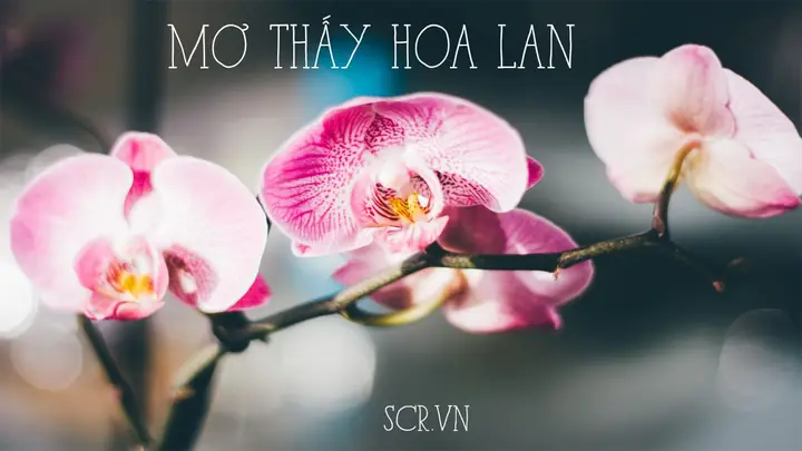 Nằm Mơ Thấy Ăn Lòng Lợn Có Ý Nghĩa Gì? Nằm Mơ Thấy Ăn Lòng Lợn Có Ý Nghĩa Gì?