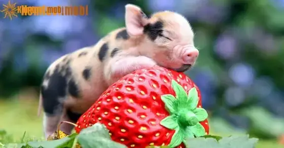 Tâm Lý Ảnh Hưởng Thế Nào Đến Việc Xuất Hiện Giấc Mơ Thấy Lòng Lợn? Tâm Lý Ảnh Hưởng Thế Nào Đến Việc Xuất Hiện Giấc Mơ Thấy Lòng Lợn?