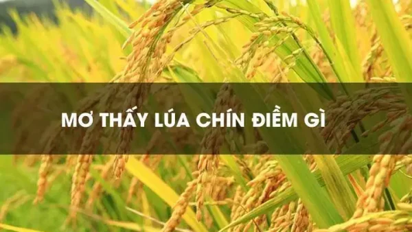 Nằm Mơ Thấy Lúa Chín Vàng Đánh Con Gì? Giải Mã Điềm Báo Và Số May Mắn
