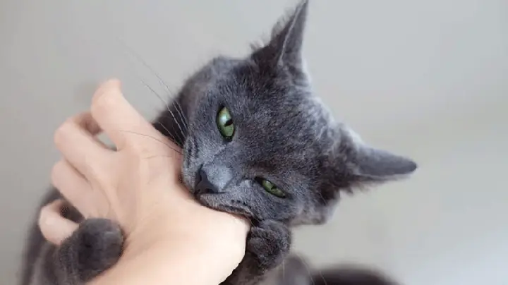 Ngủ Mơ Thấy Mèo Cắn Vào Chân Mang Ý Nghĩa Gì Về Mặt Tâm Lý Và Công Việc?