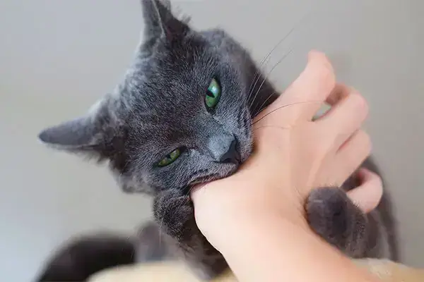 Nằm Mơ Thấy Mèo Cắn Phản Ánh Trạng Thái Tâm Lý Nào Của Bạn? Nằm Mơ Thấy Mèo Cắn Phản Ánh Trạng Thái Tâm Lý Nào Của Bạn?