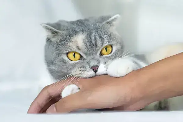 Hình Ảnh Minh Họa Chú Mèo Đang Cắn Tay Người Hình Ảnh Minh Họa Chú Mèo Đang Cắn Tay Người