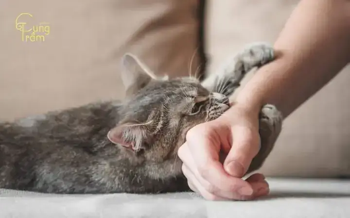 Các Phương Pháp Thực Tế Hỗ Trợ Cải Thiện Chất Lượng Giấc Ngủ