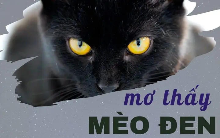 Ý Nghĩa Giấc Mơ Theo Số Lượng Mèo Con Cụ Thể Ý Nghĩa Giấc Mơ Theo Số Lượng Mèo Con Cụ Thể