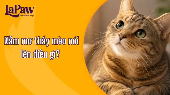 Nằm Mơ Thấy Mèo Đẻ Là Điềm Gì? Giải Mã Ý Nghĩa Lành Hay Dữ Và Con Số May Mắn Nằm Mơ Thấy Mèo Đẻ Là Điềm Gì? Giải Mã Ý Nghĩa Lành Hay Dữ Và Con Số May Mắn