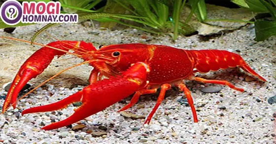 Điềm Báo Từ Các Giấc Mơ Đặc Biệt Như Tôm Hùm, Tôm Nhảy Hay Tôm Lột Xác Điềm Báo Từ Các Giấc Mơ Đặc Biệt Như Tôm Hùm, Tôm Nhảy Hay Tôm Lột Xác