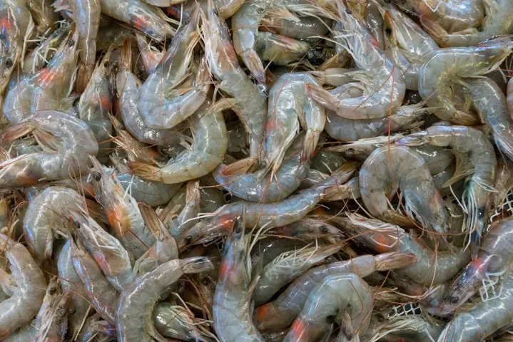 Nằm Mơ Thấy Bắt Tôm Đánh Con Gì, Số Mấy Để Dễ Trúng? Nằm Mơ Thấy Bắt Tôm Đánh Con Gì, Số Mấy Để Dễ Trúng?