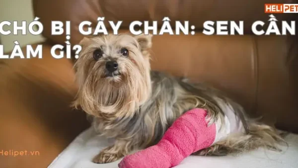 Nằm Mơ Thấy Mình Bị Gãy Chân Đánh Con Gì? Giải Mã Điềm Báo Và Con Số May Mắn