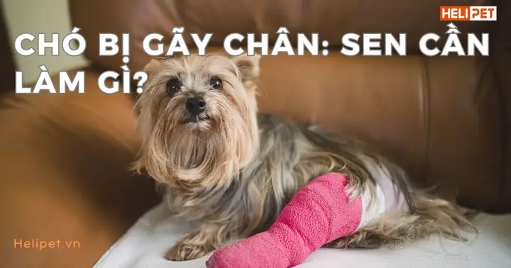 Nằm Mơ Thấy Mình Bị Gãy Chân Đánh Con Gì? Giải Mã Điềm Báo Và Con Số May Mắn