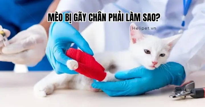 Những Chi Tiết Bổ Sung Và Cách Ghi Nhớ Giấc Mơ Hiệu Quả Để Luận Số Chính Xác