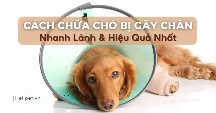 Mơ Thấy Máu Chảy Từ Chân Tượng Trưng Cho Tài Lộc Hay Vận Hạn?