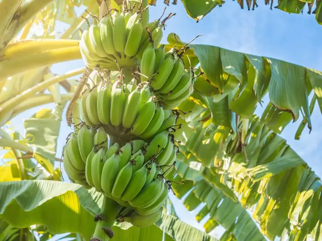 Ngủ Mơ Thấy Ăn Bánh Chuối Hoặc Các Món Ăn Làm Từ Chuối Chín Đánh Số Mấy?