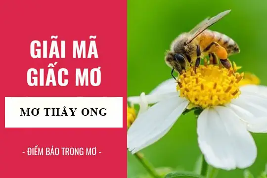 Ngủ Mơ Thấy Bị Ong Đuổi Đốt Đến Sưng Tấy Là Điềm Lành Hay Dữ? Ngủ Mơ Thấy Bị Ong Đuổi Đốt Đến Sưng Tấy Là Điềm Lành Hay Dữ?