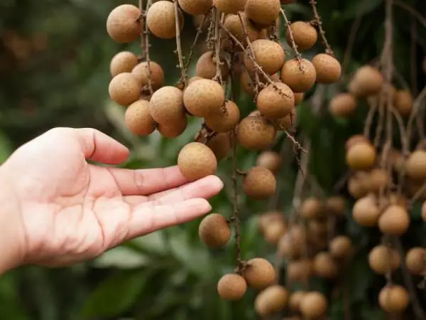 Nằm Mơ Thấy Quả Nhãn Xanh Đánh Con Số Mấy? Nằm Mơ Thấy Quả Nhãn Xanh Đánh Con Số Mấy?