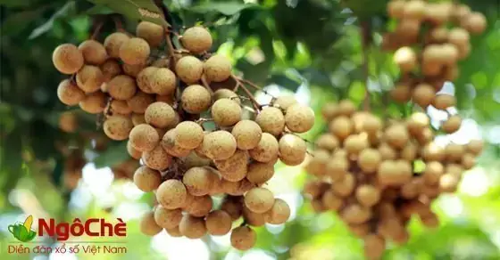 Nằm Mơ Thấy Quả Nhãn Đánh Đề Con Gì? Giải Mã Điềm Báo Và Con Số May Mắn