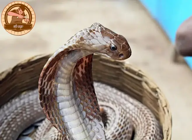 Những Hiểu Lầm Phổ Biến Khi Giải Mã Giấc Mơ Thấy Rắn Đuổi Những Hiểu Lầm Phổ Biến Khi Giải Mã Giấc Mơ Thấy Rắn Đuổi