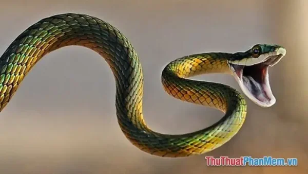 Nằm Mơ Thấy Rắn Hổ Mang Cắn Vào Tay Mang Ý Nghĩa Gì Và Đánh Con Gì Trúng Lớn?