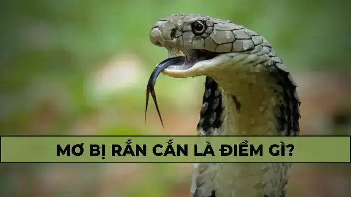 Áp Lực Tâm Lý Và Tình Trạng Sức Khỏe Ảnh Hưởng Thế Nào Đến Giấc Mơ? Áp Lực Tâm Lý Và Tình Trạng Sức Khỏe Ảnh Hưởng Thế Nào Đến Giấc Mơ?