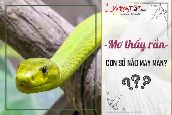 Nằm Mơ Thấy Rắn Màu Đỏ Đánh Con Gì? Giải Mã Điềm Báo Tâm Linh Chi Tiết