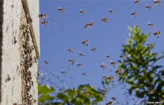 Chiêm Bao Thấy Đàn Ong Bay Lượn Trước Mặt Hoặc Bay Vào Nhà Mang Ý Nghĩa Gì?