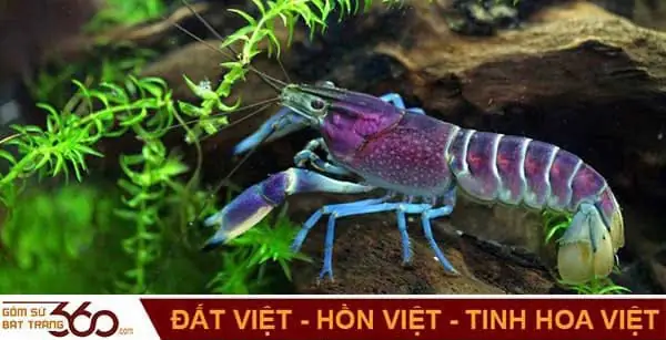 Nằm Mơ Thấy Tôm Chín Đánh Đề Con Gì Để Trúng Lớn?