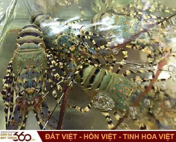Nằm Mơ Thấy Tôm Chín Đánh Đề Con Gì? Giải Mã Điềm Báo Và Con Số May Mắn