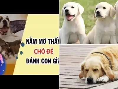 Nằm Mơ Thấy Tôm Tép Đánh Đề Con Gì? Giải Mã Ý Nghĩa Điềm Báo Lành Dữ Nằm Mơ Thấy Tôm Tép Đánh Đề Con Gì? Giải Mã Ý Nghĩa Điềm Báo Lành Dữ