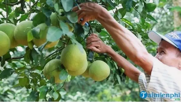 Những Lưu Ý Quan Trọng Và Trường Hợp Đặc Biệt Khi Giải Mã Giấc Mơ Trái Cây