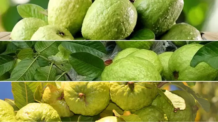Giải Mã Các Điềm Báo Tốt Hay Xấu Khi Nằm Mơ Thấy Quả Ổi? Giải Mã Các Điềm Báo Tốt Hay Xấu Khi Nằm Mơ Thấy Quả Ổi?