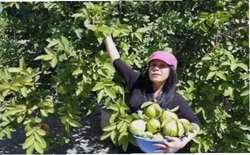 Nằm Mơ Thấy Trái Ổi Đánh Đề Con Gì? Giải Mã Ý Nghĩa Và Con Số May Mắn