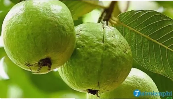 Mơ Thấy Mình Mang Quả Ổi Đi Tặng Hoặc Được Người Khác Tặng Có Ý Nghĩa Gì? Mơ Thấy Mình Mang Quả Ổi Đi Tặng Hoặc Được Người Khác Tặng Có Ý Nghĩa Gì?