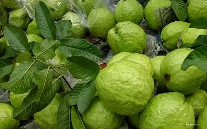 Nằm Mơ Thấy Thấy Trái Ổi Đánh Đề Con Gì Chuẩn Nhất? Nằm Mơ Thấy Thấy Trái Ổi Đánh Đề Con Gì Chuẩn Nhất?