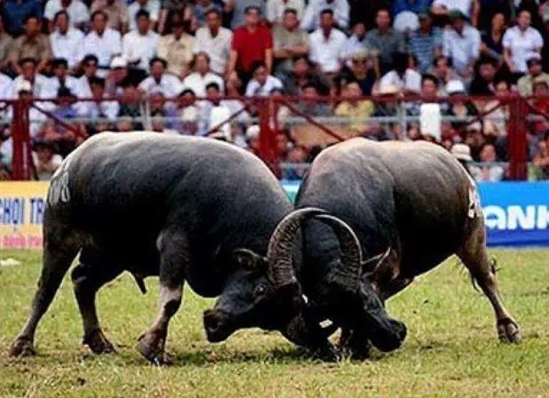 Nằm Mơ Thấy Trâu Đực Húc Nhau Trong Nhà Hay Ngoài Đồng? Nằm Mơ Thấy Trâu Đực Húc Nhau Trong Nhà Hay Ngoài Đồng?