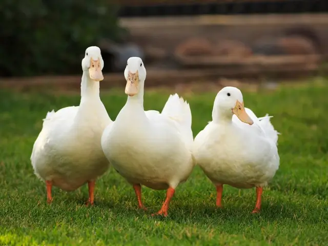 Những Yếu Tố Hoàn Cảnh Nào Làm Thay Đổi Ý Nghĩa Giấc Mơ Thấy Vịt Con Màu Vàng?