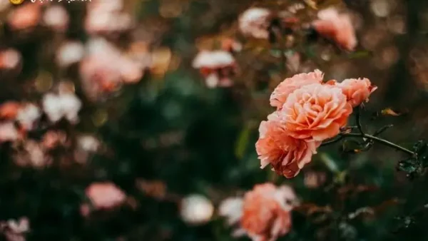 Nằm Mơ Thấy Vườn Hoa Là Điềm Báo Gì? Giải Mã Ý Nghĩa Và Con Số May Mắn