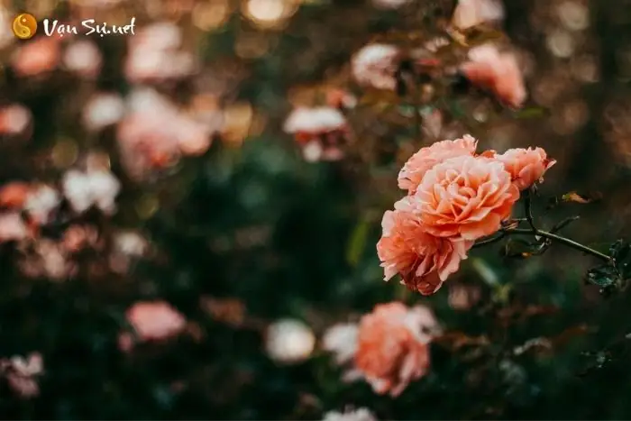 Mơ Thấy Vườn Hoa Đánh Con Gì Và Liên Quan Đến Những Con Số May Mắn Nào? Mơ Thấy Vườn Hoa Đánh Con Gì Và Liên Quan Đến Những Con Số May Mắn Nào?